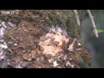 Honig im Urwald