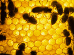 Bienen. Bild von david.nikonvscanon: http://www.flickr.com/photos/nikonvscanon/906727708/ Bienen. Bild von david.nikonvscanon: http://www.flickr.com/photos/nikonvscanon/906727708/