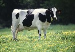 M. vaccae wurde erstmals aus Kuhmist isoliert. Bild von: http://commons.wikimedia.org/wiki/File:Friesian-Holstein.jpg