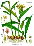 Ingwer (Zingiber officinale Roscoe). Bild aus "Köhlers Medizinal-Pflanzen in naturgetreuen Abbildungen und kurz erläuterndem Texte" von 1887. Ingwer (Zingiber officinale Roscoe). Bild aus "Köhlers Medizinal-Pflanzen in naturgetreuen Abbildungen und kurz erläuterndem Texte" von 1887.