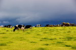 Weidende Kühe geben gesunde Weidemilch