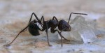 Jeder liebt Zucker. Bild von L. Shyamal: http://commons.wikimedia.org/wiki/File:Myrmicaria_brunnea.jpg Jeder liebt Zucker.