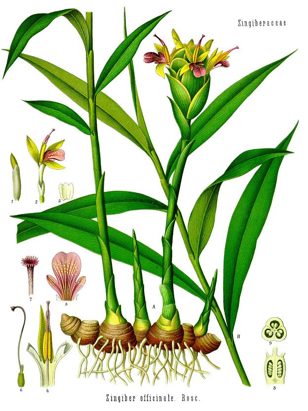 Ingwer (Zingiber officinale Roscoe).