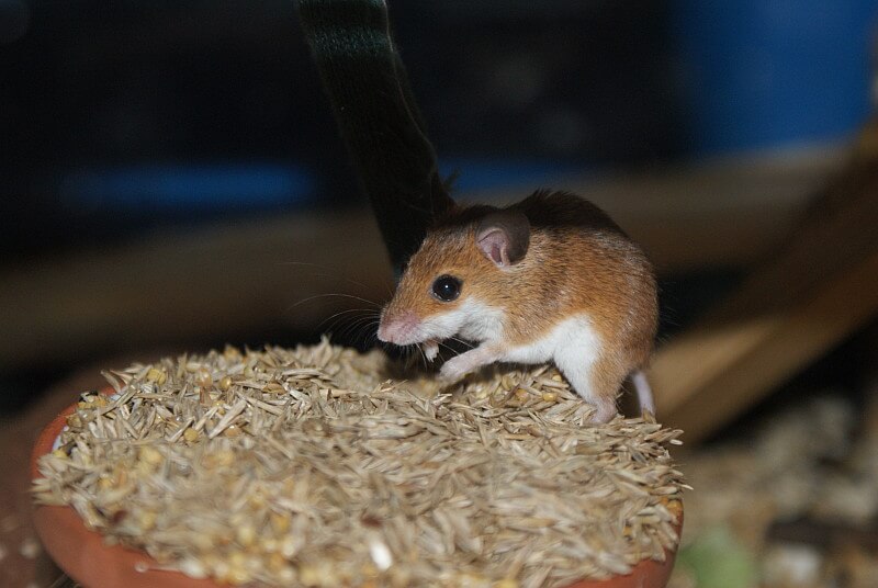 Maus - Bild von Wikipedia: http://commons.wikimedia.org/wiki/File:Mus_musculoides_hirse_fressend.jpg
